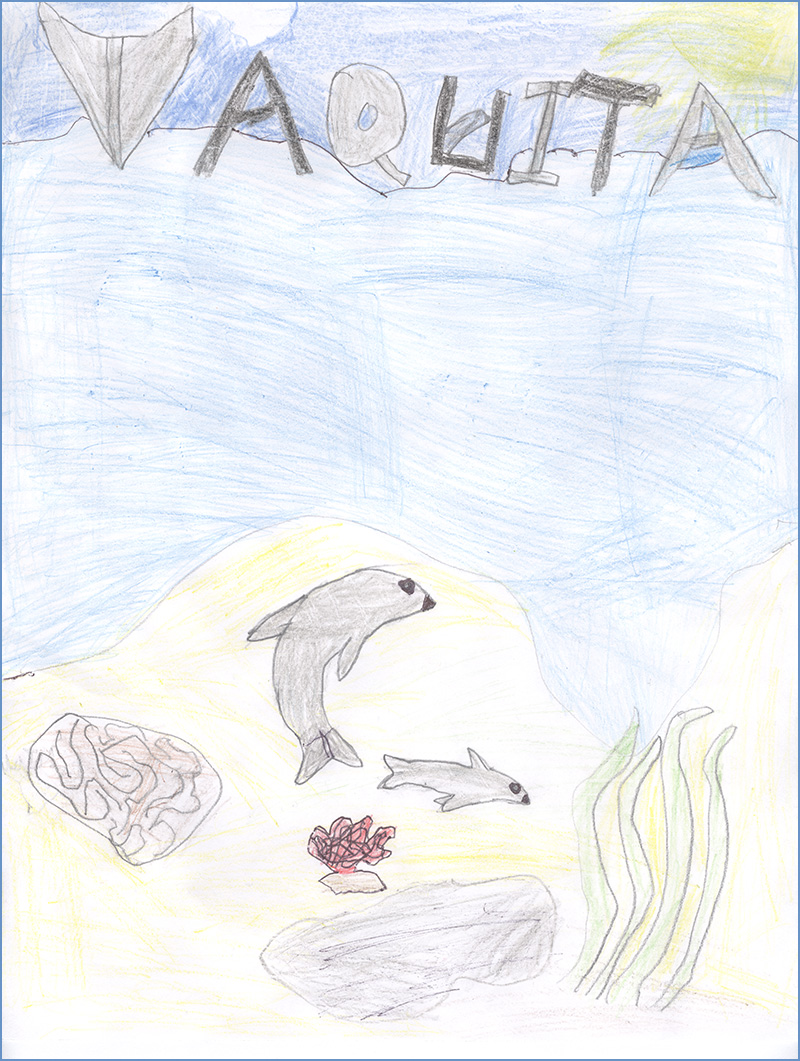 Vaquita