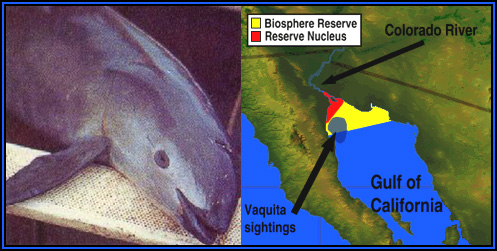 vaquita picture and map